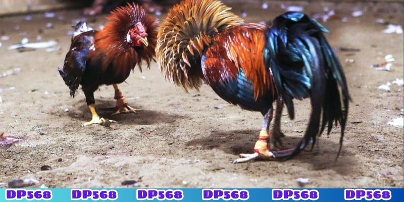 Các trận đá gà chất lượng phát sóng cao