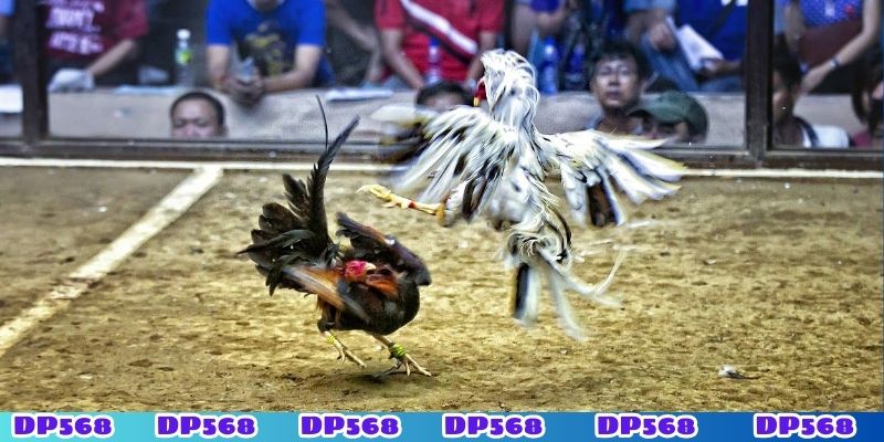 Cách chơi đá gà trên DP568 đơn giản