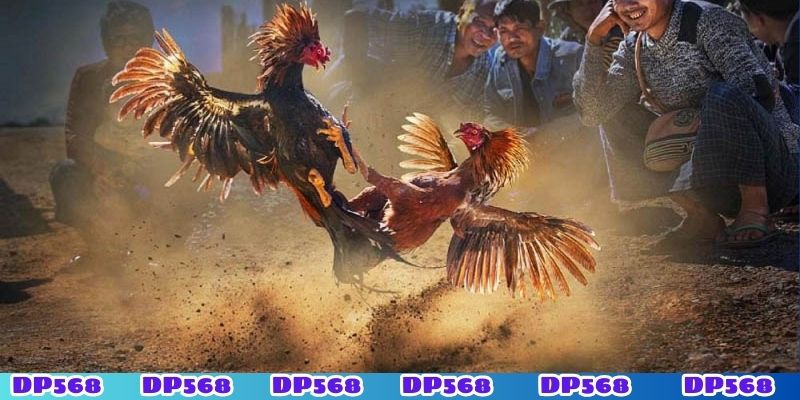 Kiểm soát vốn cược tối ưu lợi nhuận khi chơi đá gà