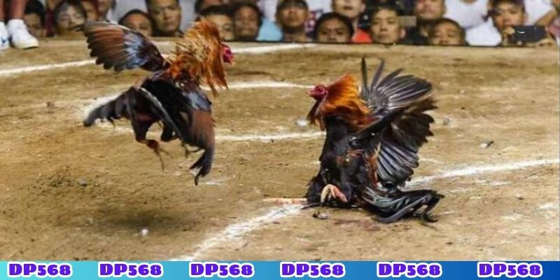 Những mẹo chơi đá gà bất bại